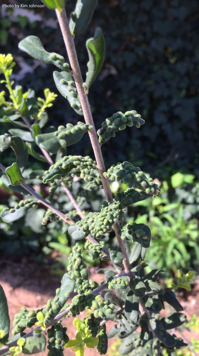 Texas persimmon galls Central Texas Gardener