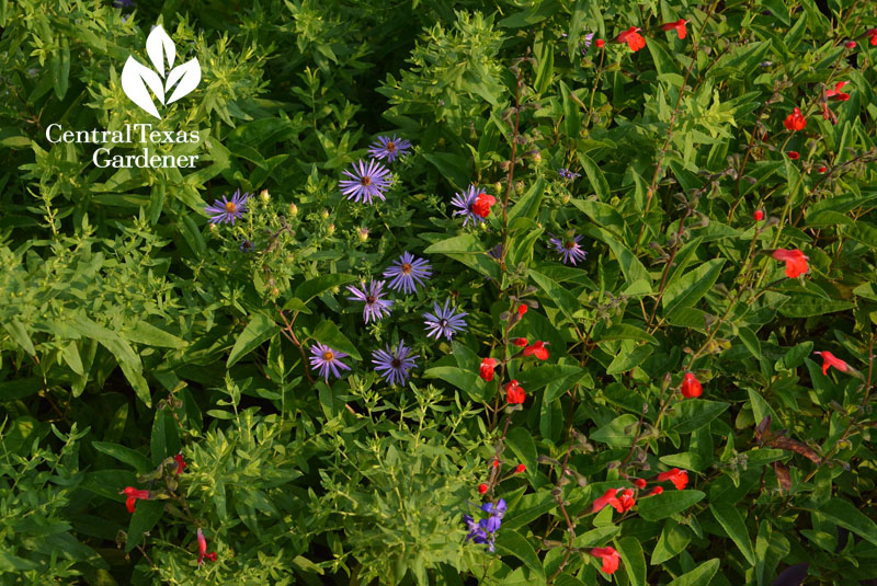 asters eyelash salvia Central Texas Gardener