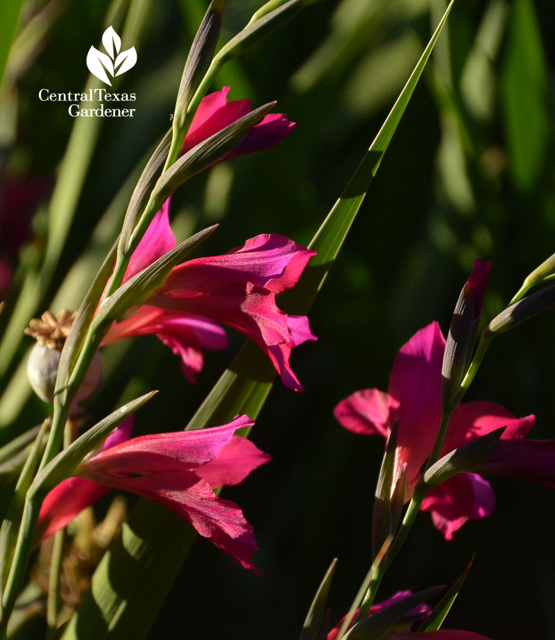 byzantine gladiolus Central Texas Gardener