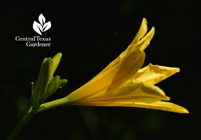 daylily Central Texas Gardener