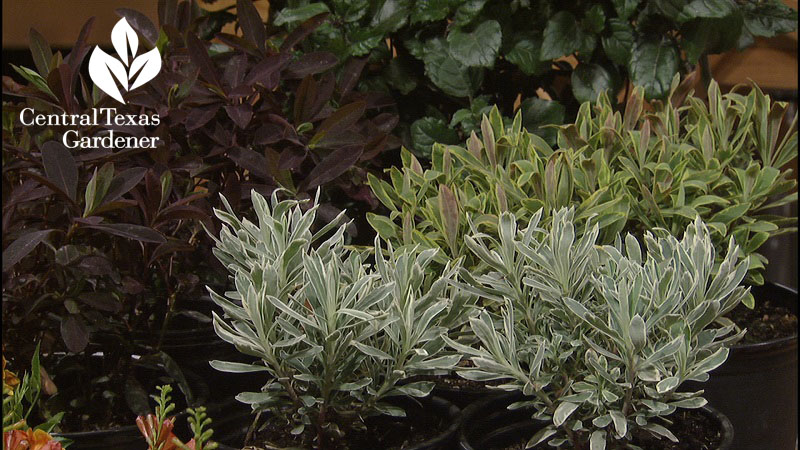 euphorbia Red Velvet, Silver Swan Ascot Rainbow Central Texas Gardener copy