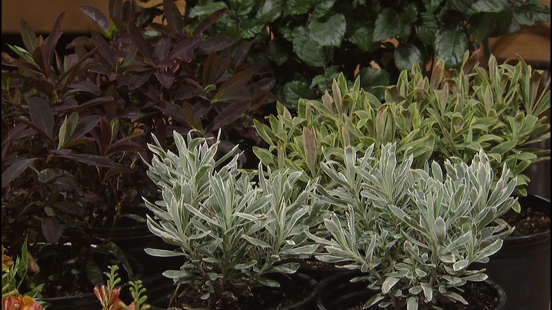 euphorbia Red Velvet, Silver Swan Ascot Rainbow Central Texas Gardener