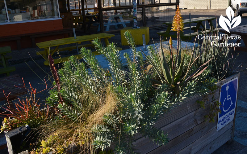 gopher plant and aloe bloom Central Texas Gardener