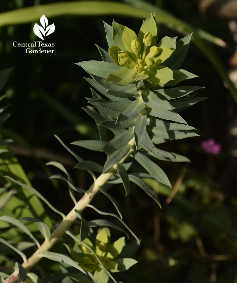gopher plant euphorbia bud Central Texas Gardener