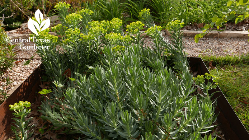 gopher plant raised steel planter Central Texas Gardener