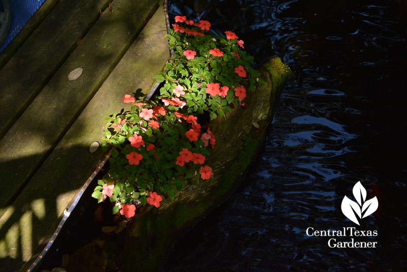 impatiens in driftwood pond plant Central Texas Gardener