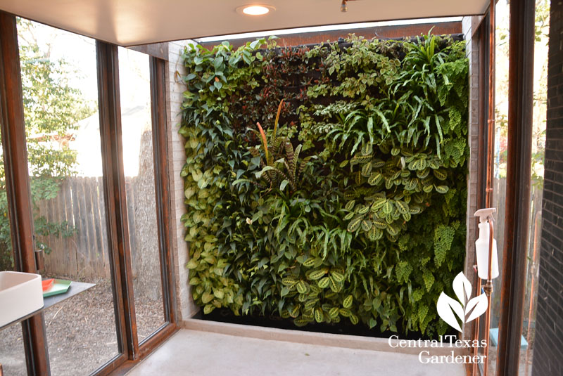 living wall in shower room Central Texas Gardener