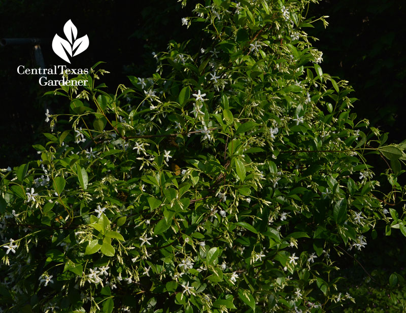 star jasmine Central Texas Gardener