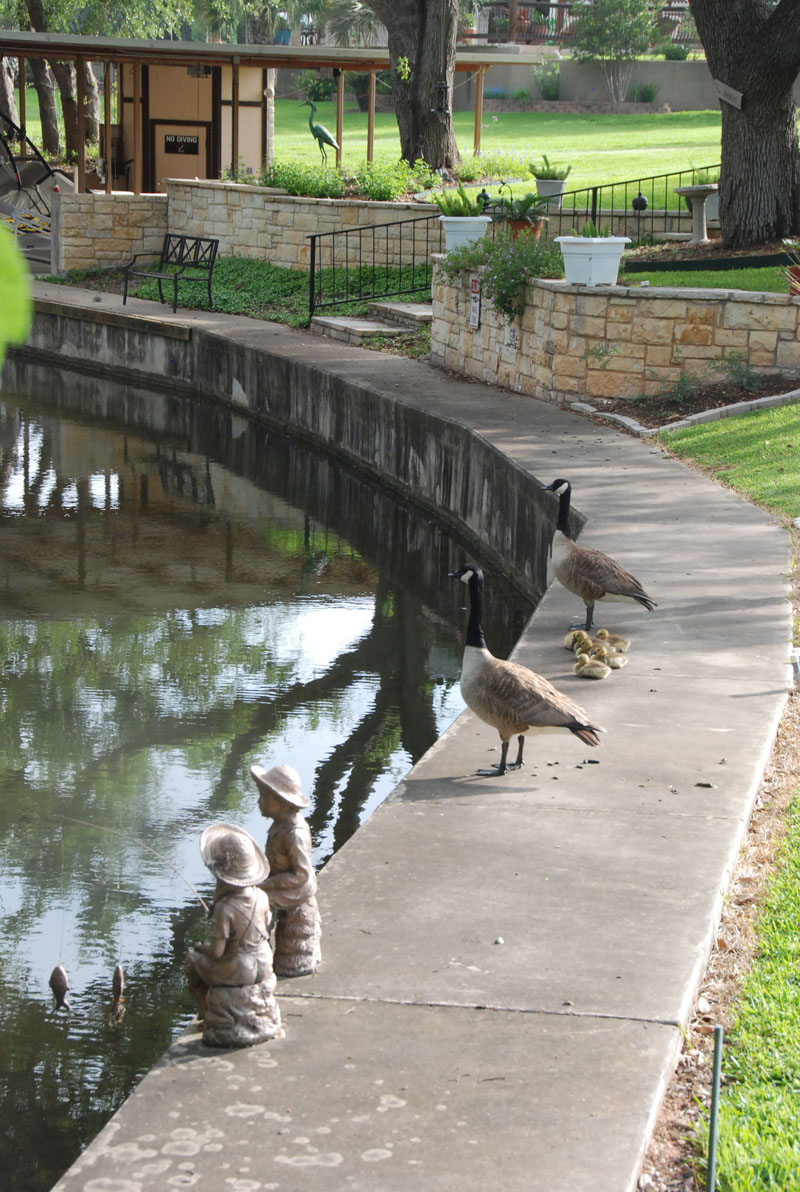 Canadian goose and goslings Central Texas Gardener
