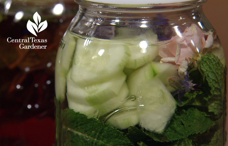 Cucumber flavored water Central Texas Gardener