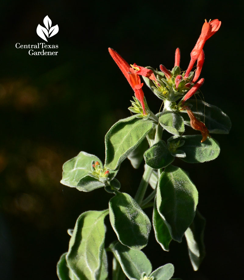 Dicliptera suberecta wilt in late afternoon Central Texas Gardener