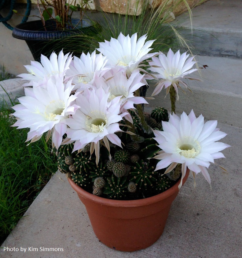 Easter barrel cactus Central Texas Gardener