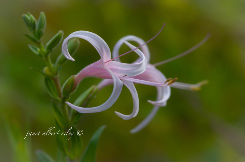 Echo trumpet vine Janet Riley photograph Central Texas Gardener