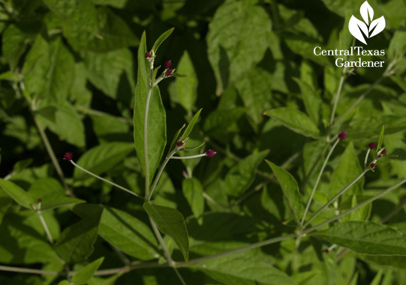 Gomphrena 'Grapes' tiny flowers Central Texas Gardener