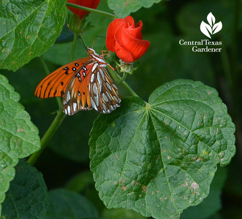 Gulf Fritillary butterfly turk's cap Central Texas Gardener