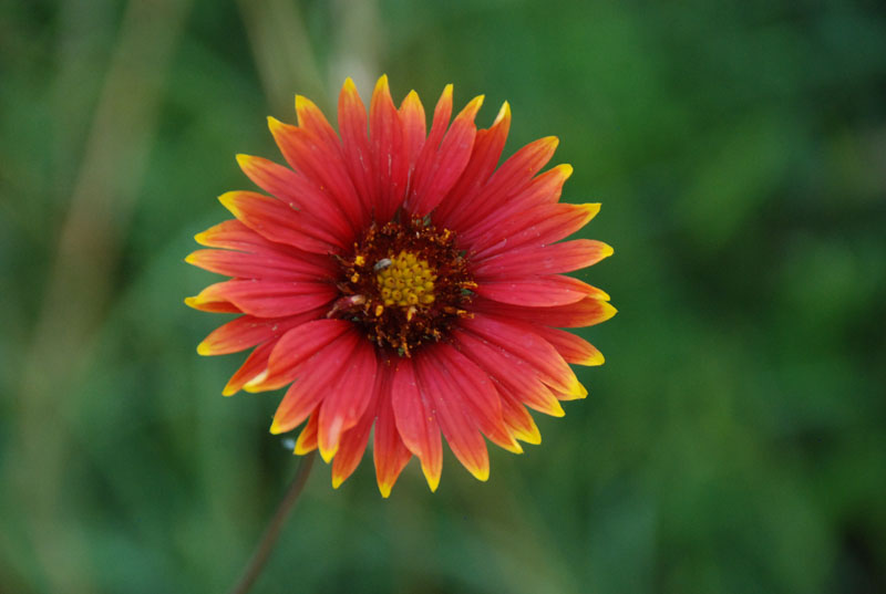 Indian Blanket Central Texas Gardener