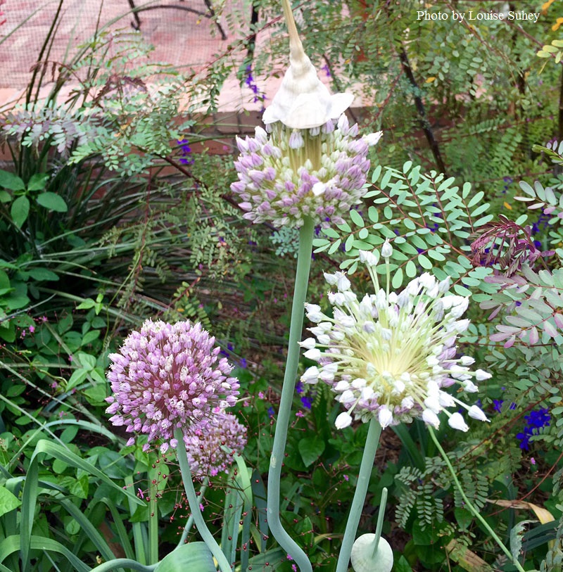 Leek flowers Central Texas Gardener