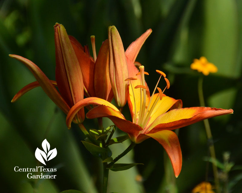 Linda lily Central Texas Gardener