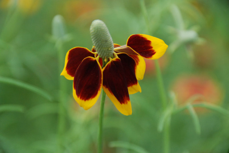 Mexican hat wildflower Central Texas Gardener