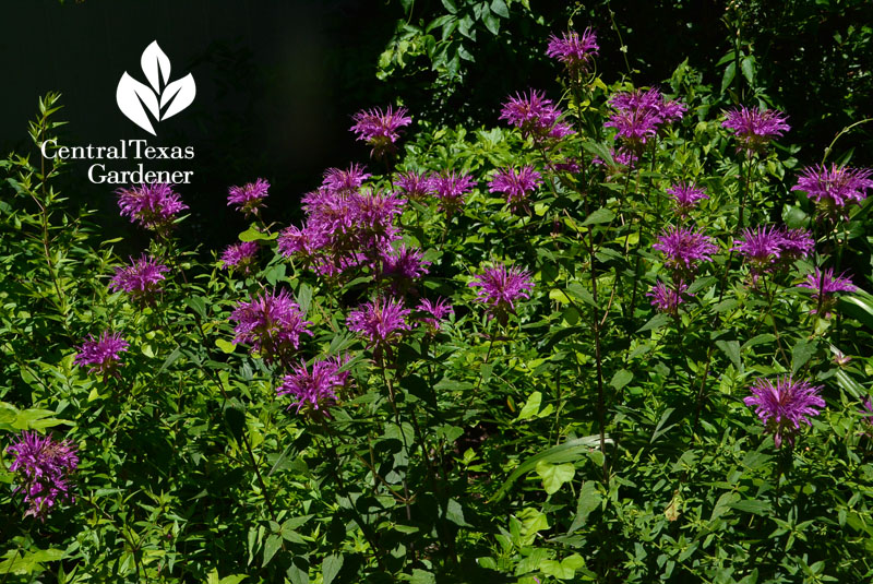 Peter's Purple monarda Central Texas Gardener