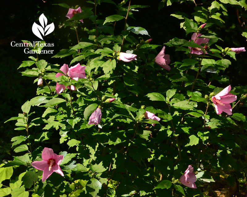 Rose of Sharon, althea Central Texas Gardener