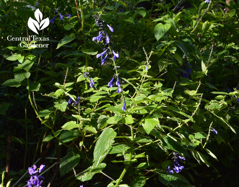 Salvia 'Peru' Central Texas Gardener