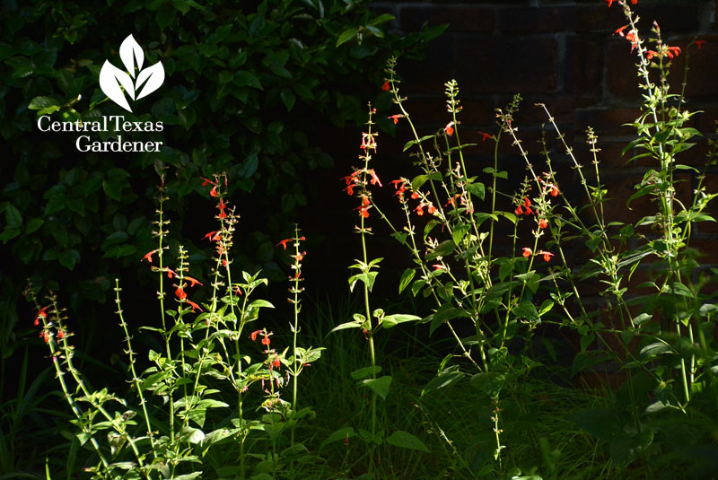 Salvia coccinea Central Texas Gardener