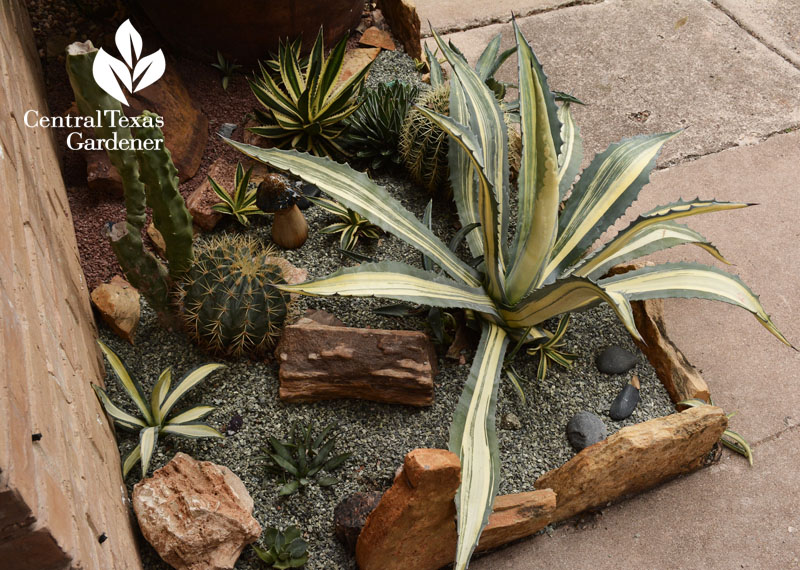 agaves, golden barrel cactus front bed Central Texas Gardener