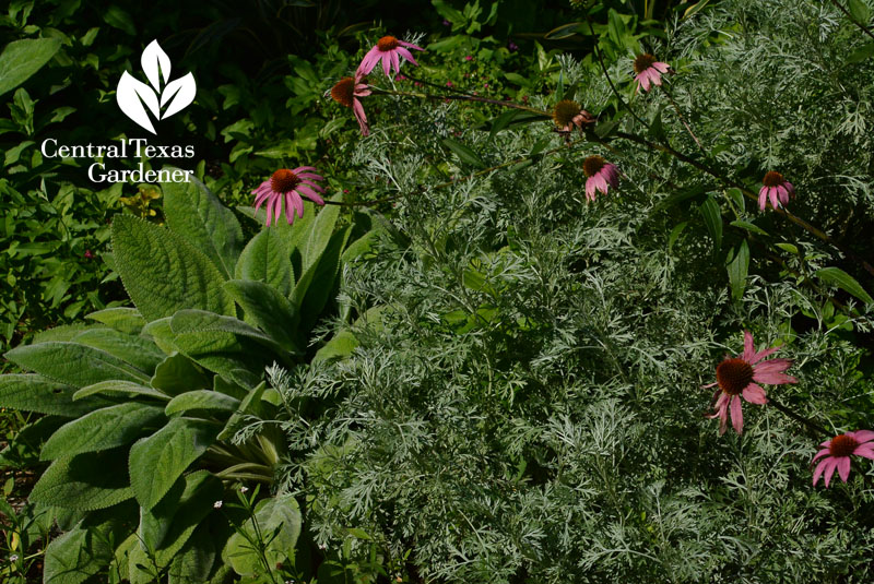 artemisia coneflower lambs ears Central Texas Gardener