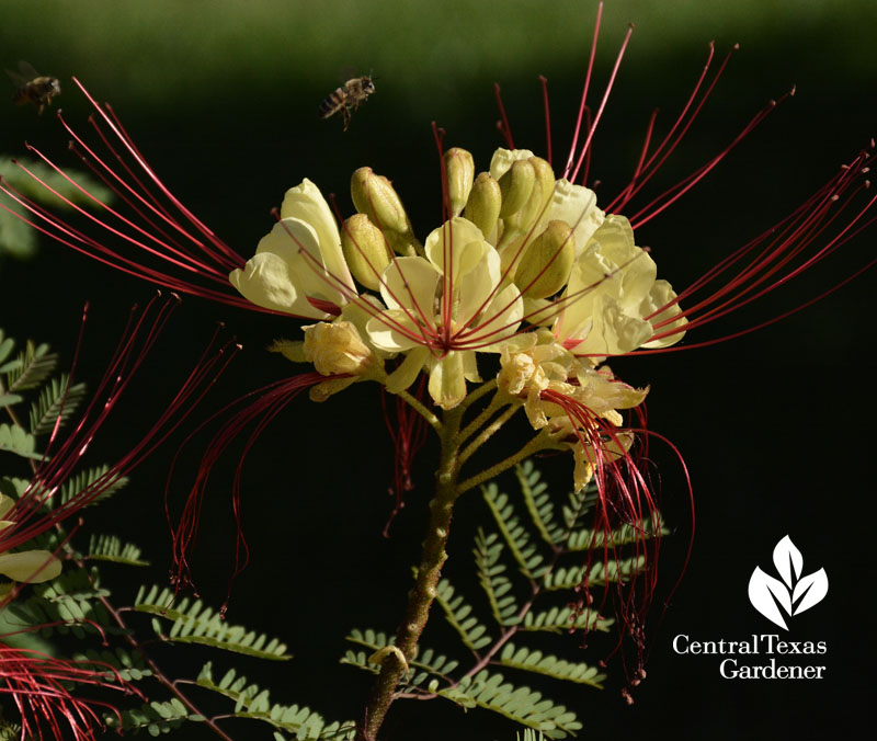 bee caesalpinia gillesii Central Texas Gardener