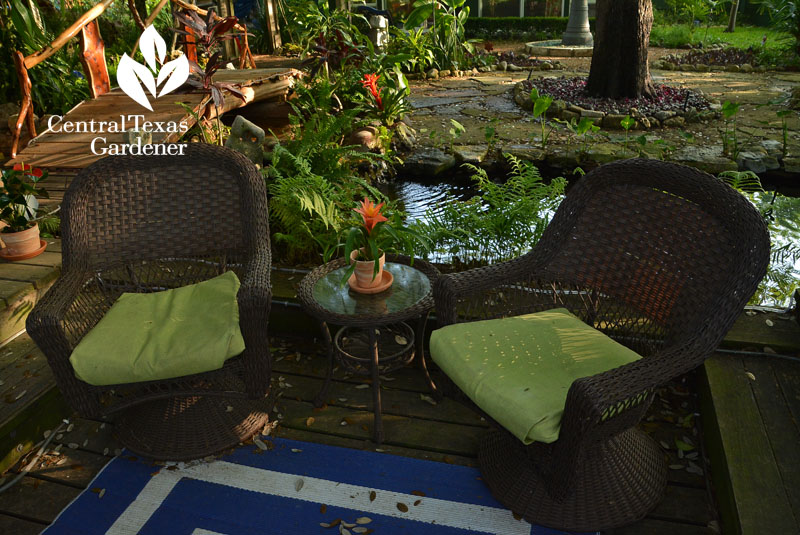 bromeliad container and pond Central Texas Gardener