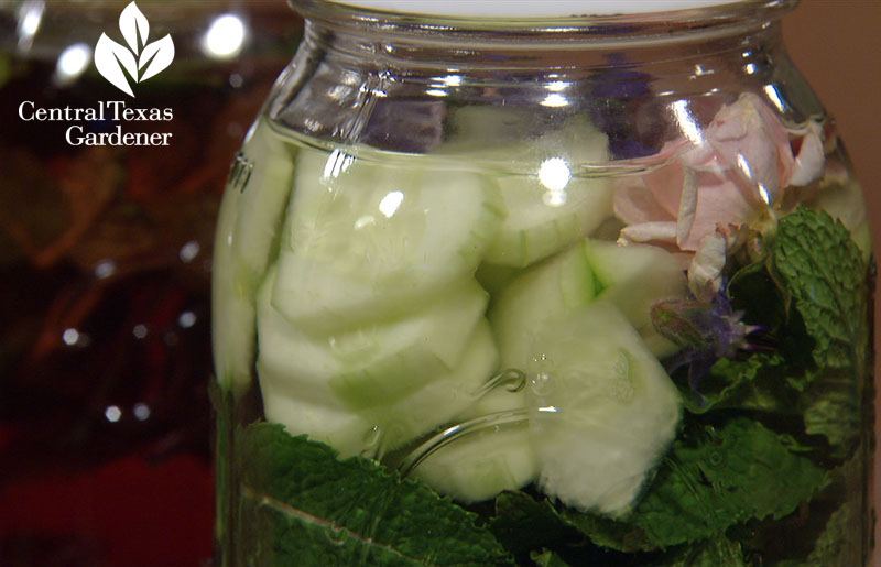 cucumber and herb infused water Central Texas Gardener