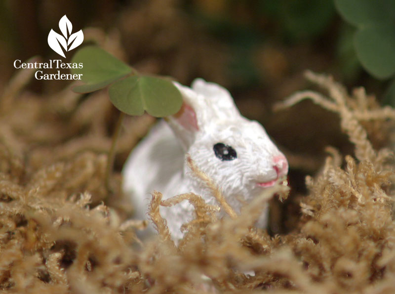 fairy garden bunny Central Texas Gardener