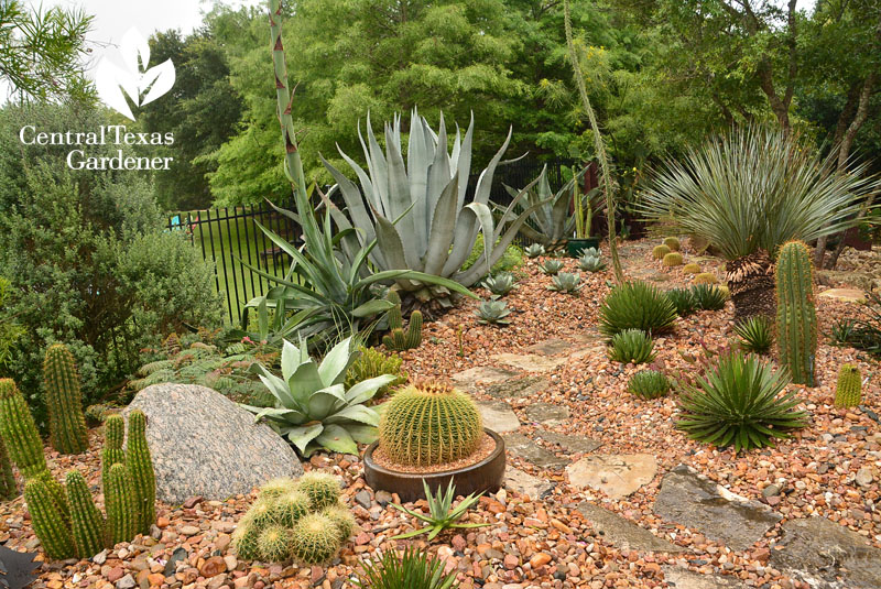 golden barrel cactus agaves succulent garden design Central Texas Gardener
