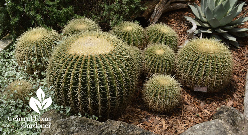 golden barrel cactus and pups Central Texas Gardener