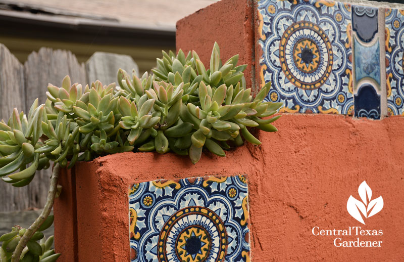 Graptosedum Blaze stucco cinder block design Central Texas Gardener