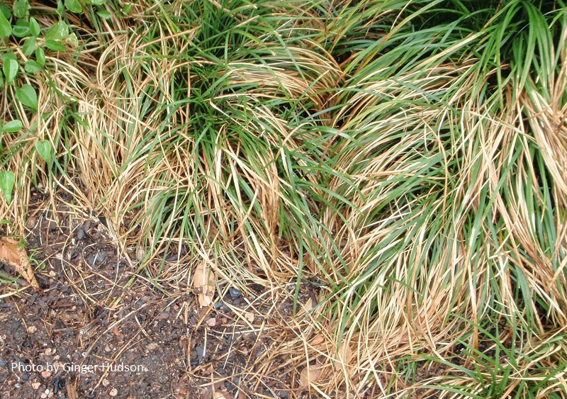 heat and water stressed monkey grass Central Texas Gardener