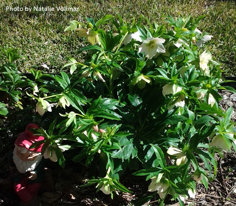 hellebore in Texas Central Texas Gardener