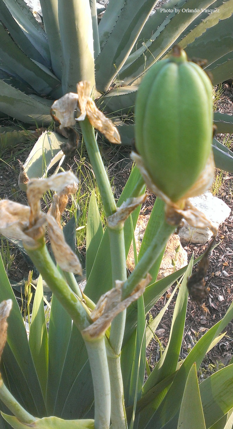 iris seeds Central Texas Gardener