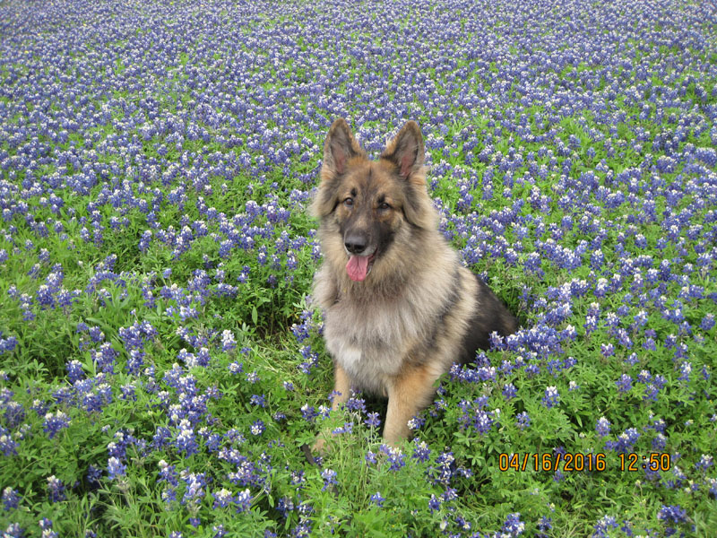 layla dog in bluebonnets Central Texas Gardener