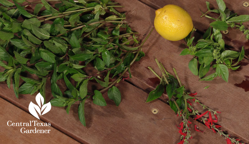 lemon mint and pineapple sage flavored water Central Texas Gardener