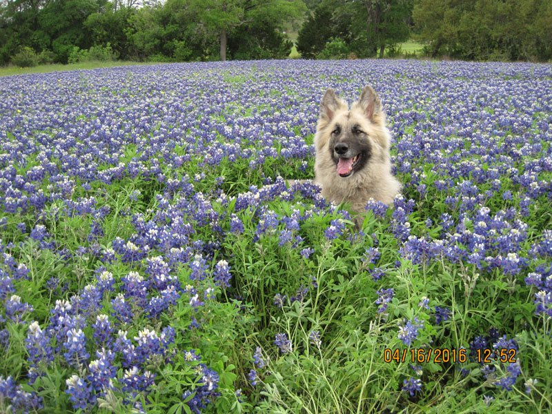 loki dog in bluebonnets Central Texas Gardener
