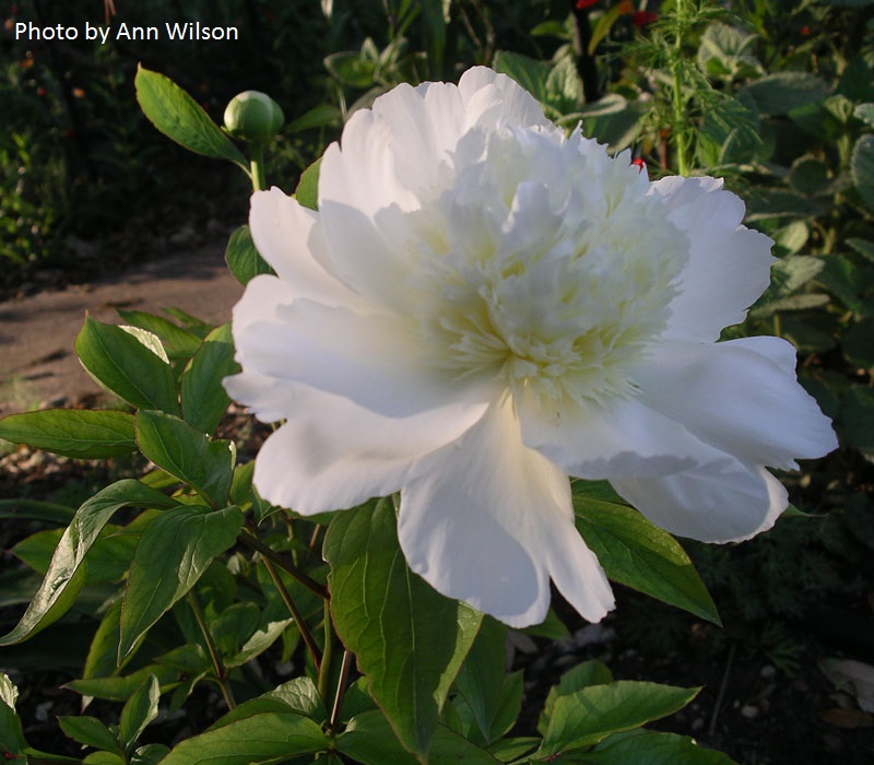 peony in Texas Central Texas Gardener