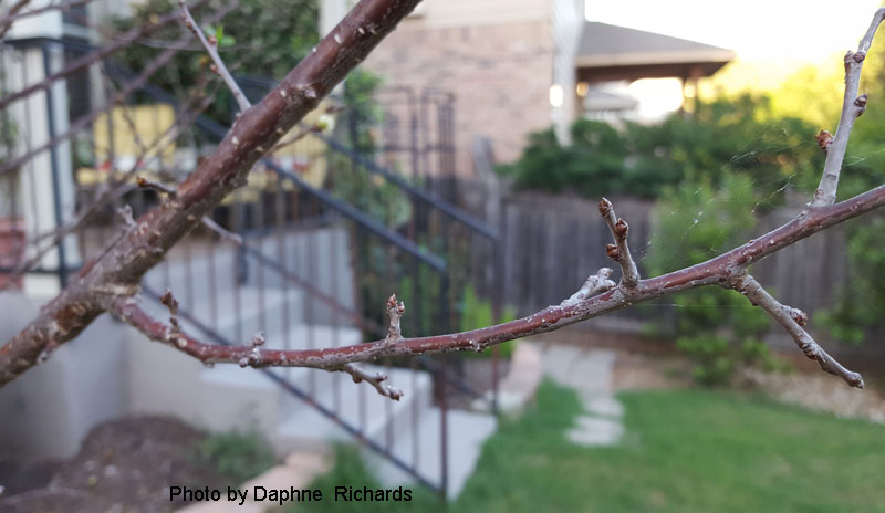 plum tree not enough chilling hours Central Texas Gardener