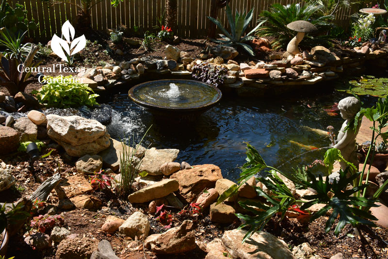 no lawn backyard pond and patio Central Texas Gardener