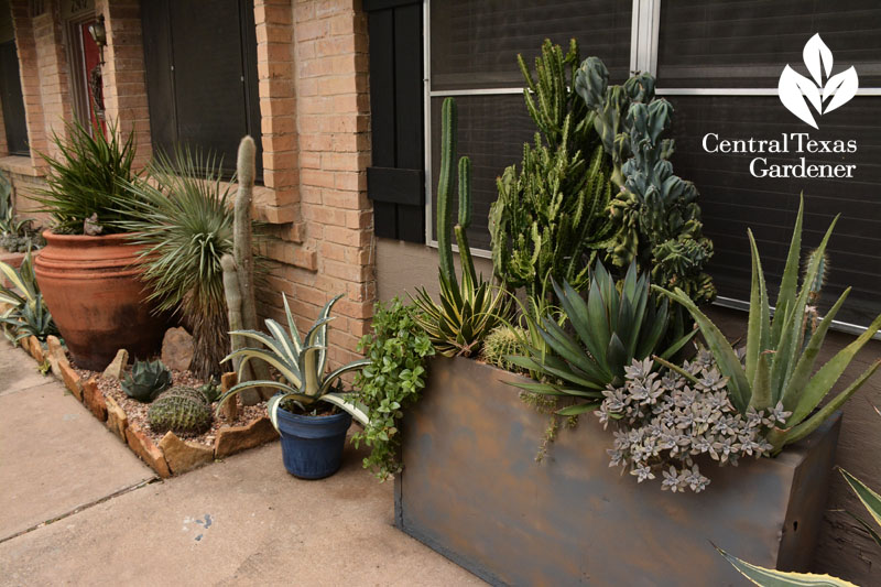 recycled file cabinet succulent container Central Texas Gardener