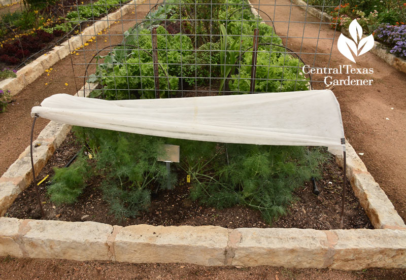 shade cloth over dill Central Texas Gardener