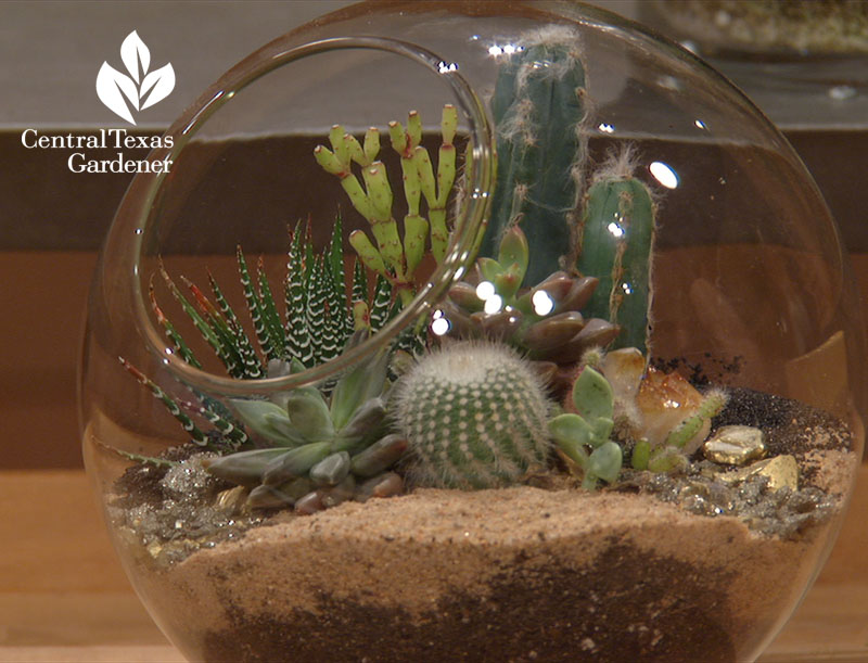 succulent terrarium Central Texas Gardener