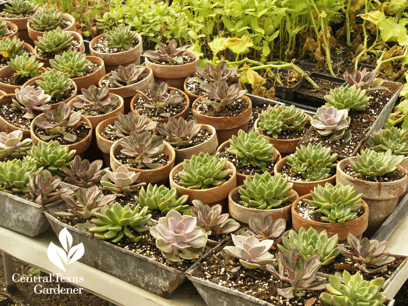 succulents Cut of Color Flower Farm Central Texas Gardener