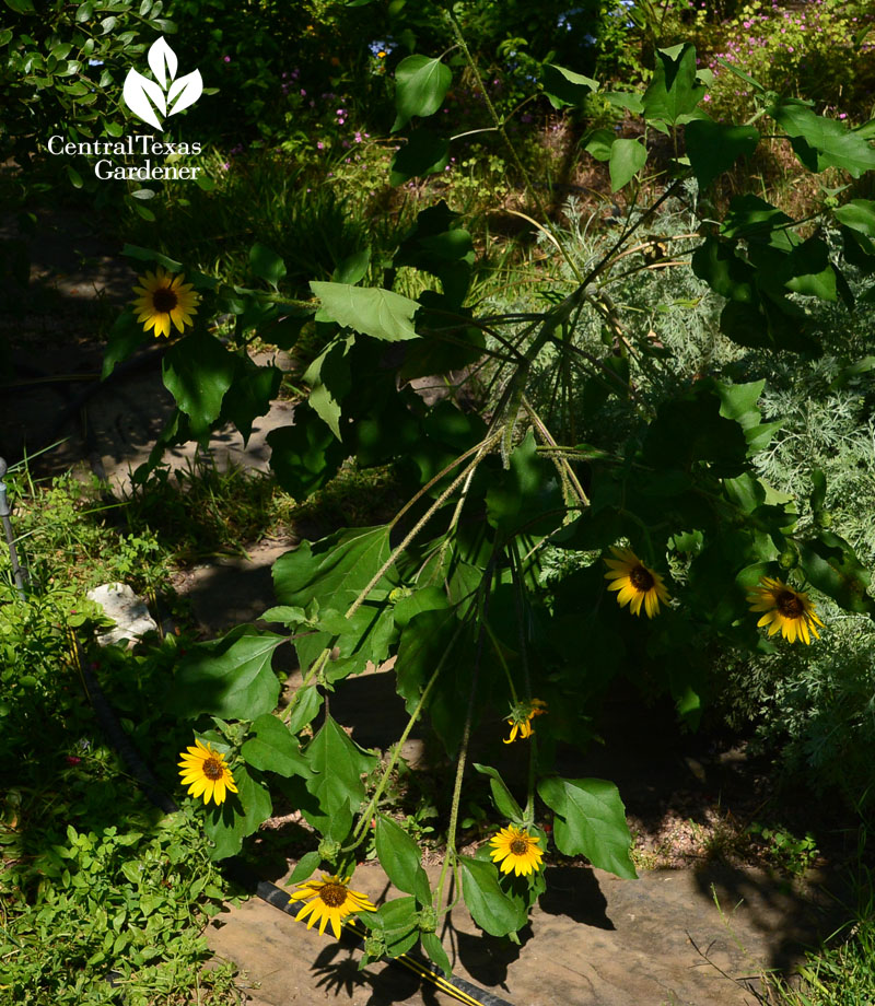 sunflower collapse Central Texas Gardener